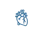 Сердечно-сосудистая система